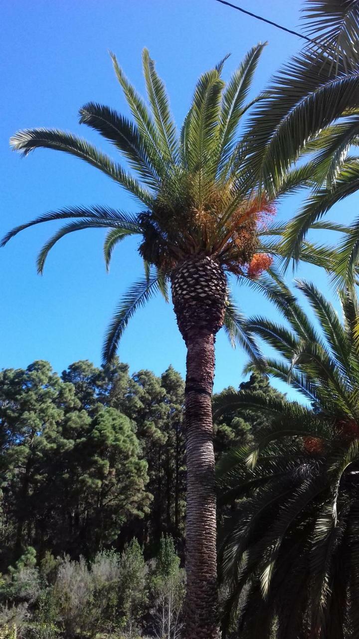 La Guancha Monte Frio De Tenerife מראה חיצוני תמונה